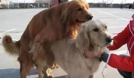 狗配种在线观看,揭秘动物繁育的奇妙瞬间